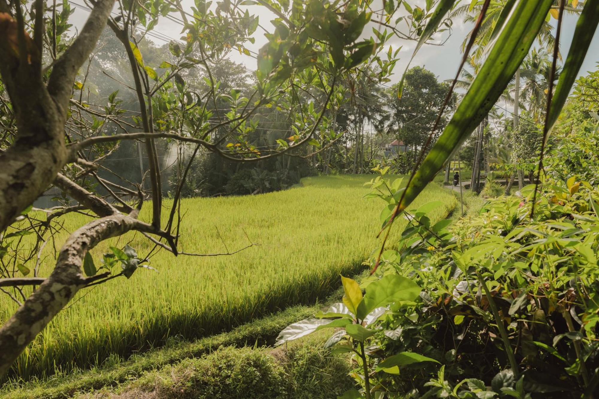 Villa Lumbung Ubud Esterno foto